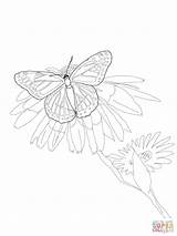 Butterfly Viceroy Coloring Pages Drawing Silhouettes sketch template
