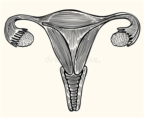 Woman Sex Organs Stock Illustration Illustration Of