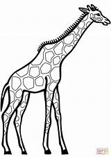 Giraffe Coloring Pages Drawing Printable Line Cartoon Giraffes Head Girafa Para Colorir Desenho Clipart Desenhos Kids Last Trending Days Cliparts sketch template