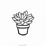 Suculento Succulent Coloring Cactus Ultracoloringpages Clipartkey 32kb sketch template