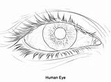 Auge Ausmalbild Menschliche sketch template