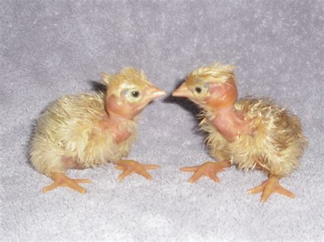 The Miracle Naked Necks Hatched Pics Backyard Chickens Learn