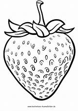 Erdbeere Lebensmittel Früchte Malvorlagen Ausmalbild Ausdrucken Vorlage Fruechte sketch template