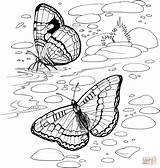 Coloring Butterfly Pages River Sheets Printable Color Supercoloring Kids Book Books Adult Drawing Flowers Colouring Purplekittyyarns sketch template