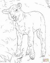 Coloring Lamb Pages Printable sketch template