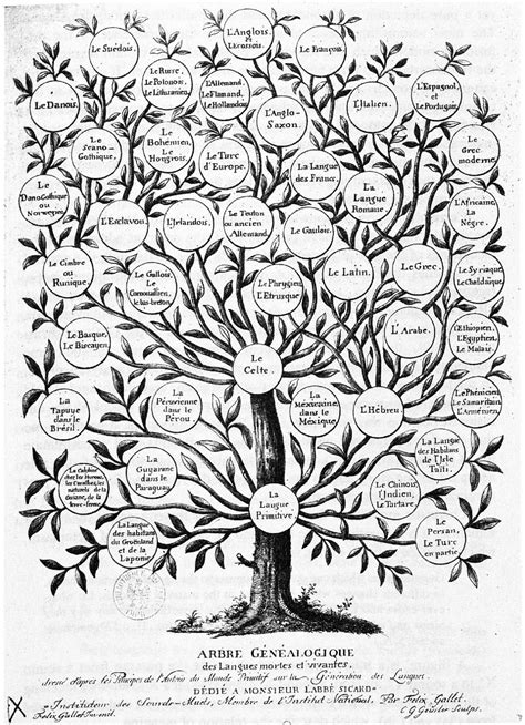 genealogical world  phylogenetic networks  early tree  languages