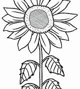 Sunflower Coloring Sunflowers Pages Van Gogh Kids Getcolorings Printable Drawing Getdrawings sketch template