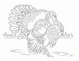 Turkey Coloring Pages Wild Super Turkeys Color Sheets Leg Printable Realistic Getcolorings Colouring Paper Kids Choose Board sketch template
