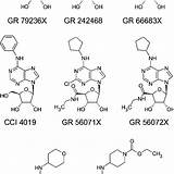 Receptor Adenosine Tested Agonist Nucleoside sketch template
