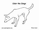 Dingo Coloring Australia Exploringnature sketch template