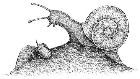 snail  drawing  paintingvalleycom explore collection  snail  drawing