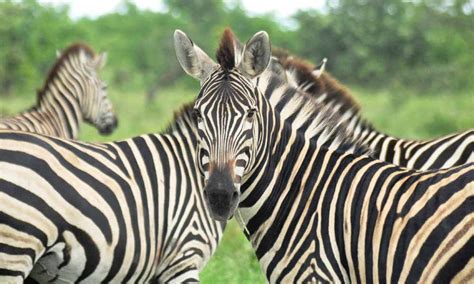 zebras     stripes eager journeys