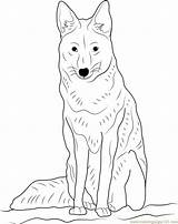 Coyote Coloring Sitting Coloringpages101 Pages sketch template