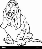 Hound Coloring Dog Basset Cartoon Alamy Book sketch template