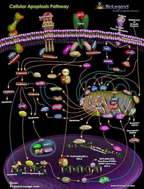 cellular apoptosis pathway study biology biology lessons biology