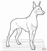 Coloring Doberman Pinscher Pages Dogs Realistic Drawing Printable Puppy Color Dog Print Supercoloring Super Drawings Getdrawings Designlooter Adult Version Click sketch template