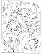 Koala Coloring Pages sketch template