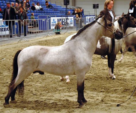 hd animals wallpapers beautiful miniature horse
