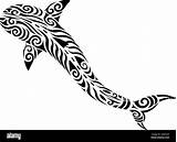 Maori Shark Koru Stylised Change Stilisierte Fisch Cetacean Vectors Einfache sketch template