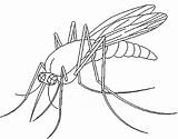 Mosquito Coloring Printable Pages Kids sketch template