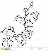 Vine Vines Efeu Coloring Sketch Creeping Edera Pumpkin Skizze Vektors Gezeichnete Leaf Clipground Lierre Zeichnung Dekor Jungle Hedera Helix Vector sketch template