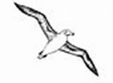 Coloring Albatross Pages Animal sketch template