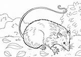 Coloring Pages Opossum Partridge Skunk Coloringtop sketch template