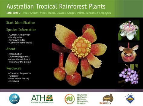 australian tropical rainforest plants website ecobits australia