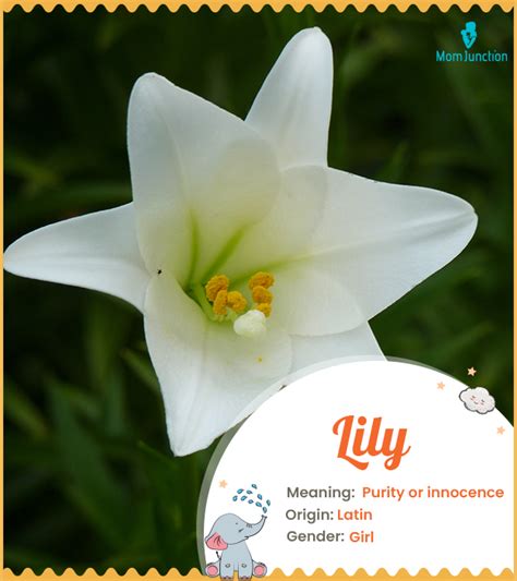 Lily Name Meaning Origin History And Popularity Momjunction