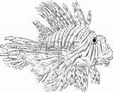 Lionfish Designlooter Volitans sketch template