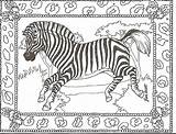Zebra Coloring Pages Kids Adult Printable Head Print Animal Zebras Color Colouring Sheets Boom Rhythm Animals Getcolorings Band Coloringhome Bestcoloringpagesforkids sketch template