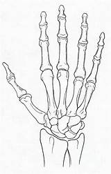 Bones Hand Wrist Bone Outline Unlabeled Anatomy Science Source Draw Diagram Carpal Human Drawings Study Designs Photograph Google Skull Illustration sketch template