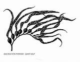 Kelp Seaweed Clipartmag Sea sketch template