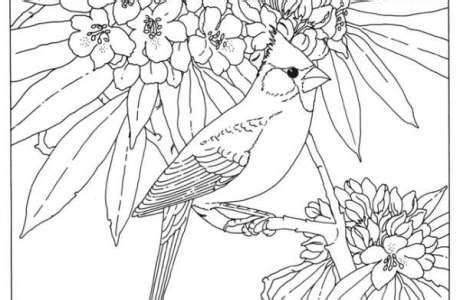 state bird coloring pages bird coloring pages state birds