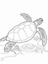 Turtle Coloring Sea Pages Printable Realistic Turtles Color Loggerhead Outline Baby Print Drawing Leatherback Kids Book Getdrawings Sheets Getcolorings Green sketch template