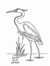 Heron Egret Animalstown Ota Canku Nine Herron 1coloring sketch template