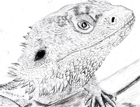 bearded dragon drawing wallpapers background bearded dragon dragon
