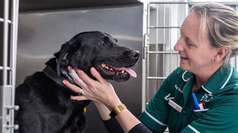 choosing  vet kingsteighton veterinary group kingsteignton vets