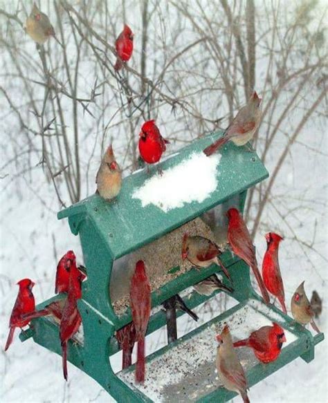 birdhousered cardinals birds cardinal birds beautiful birds