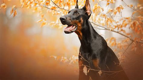 top  dog hd wallpapers p snkrsvaluecom