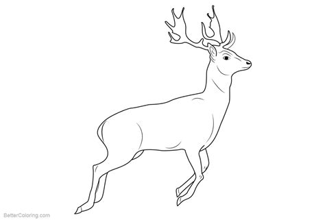 realistic reindeer coloring pages  printable coloring pages