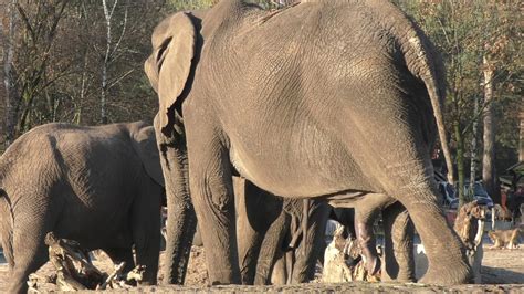 elephantolifant calimero  safaripark beekse bergen pure nature youtube