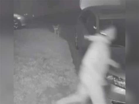 Wild Coyote Scares Off Would Be Car Thief In California