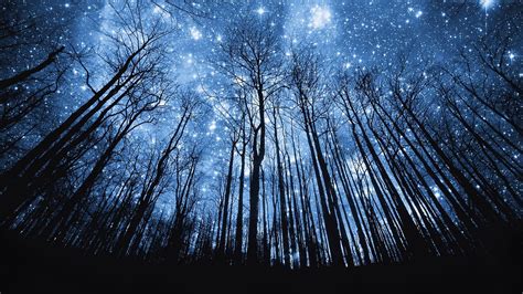 wallpaper  px forest silhouette space stars trees  coolwallpapers