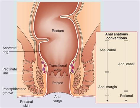 anatomy of anal sex cumception