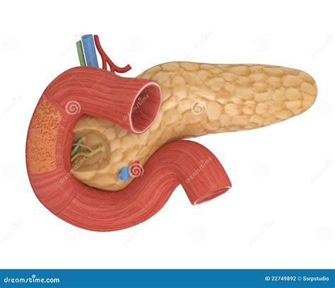 human duodenum isolated  white stock illustration illustration  hepatic digestion