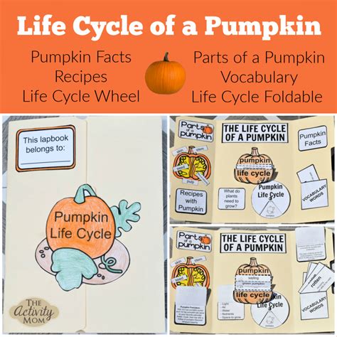 life cycle   pumpkin printable  activity mom