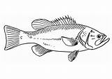 Fisch Malvorlage Pesce Bass Pez Vis Zeichnung Fische Fisk Schulbilder Edupics Malvorlagen Kleurplaat Unterricht sketch template