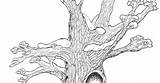 Hollow Tree Coloring Trees Pages Top sketch template