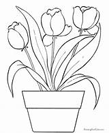 Tulip Coloring Print Pages Popular Flower sketch template
